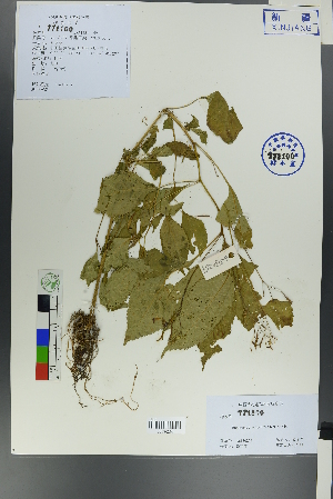  ( - Ge00255)  @11 [ ] CreativeCommons  Attribution Non-Commercial Share-Alike  Unspecified Herbarium of South China Botanical Garden