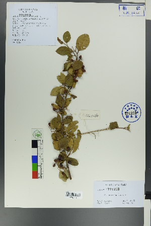  ( - Ge00262)  @11 [ ] CreativeCommons  Attribution Non-Commercial Share-Alike  Unspecified Herbarium of South China Botanical Garden