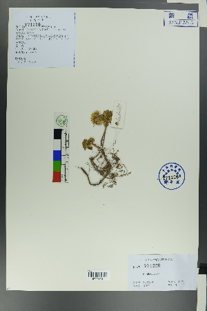  ( - Ge00272)  @11 [ ] CreativeCommons  Attribution Non-Commercial Share-Alike  Unspecified Herbarium of South China Botanical Garden