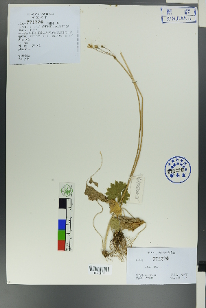  ( - Ge00277)  @11 [ ] CreativeCommons  Attribution Non-Commercial Share-Alike  Unspecified Herbarium of South China Botanical Garden