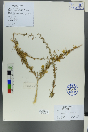  (Caragana leucophloea - Ge00281)  @11 [ ] CreativeCommons  Attribution Non-Commercial Share-Alike  Unspecified Herbarium of South China Botanical Garden