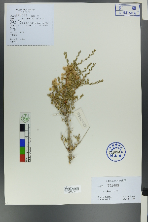  ( - Ge00286)  @11 [ ] CreativeCommons  Attribution Non-Commercial Share-Alike  Unspecified Herbarium of South China Botanical Garden