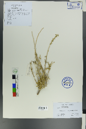  (Salsola arbusculiformis - Ge00290)  @11 [ ] CreativeCommons  Attribution Non-Commercial Share-Alike  Unspecified Herbarium of South China Botanical Garden