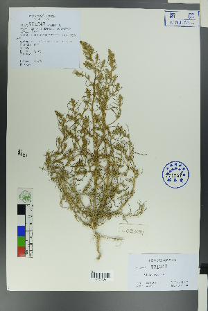  (Salsola praecox - Ge00309)  @11 [ ] CreativeCommons  Attribution Non-Commercial Share-Alike  Unspecified Herbarium of South China Botanical Garden