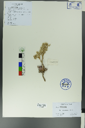  (Goniolimon speciosum - Ge00320)  @11 [ ] CreativeCommons  Attribution Non-Commercial Share-Alike  Unspecified Herbarium of South China Botanical Garden