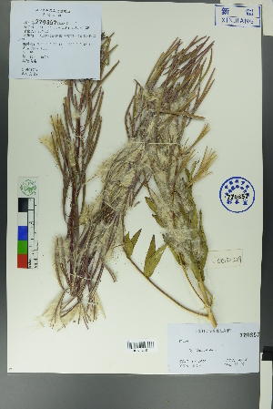  ( - Ge00326)  @11 [ ] CreativeCommons  Attribution Non-Commercial Share-Alike  Unspecified Herbarium of South China Botanical Garden