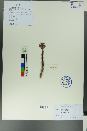  (Orobanche caesia - Ge00328)  @11 [ ] CreativeCommons  Attribution Non-Commercial Share-Alike  Unspecified Herbarium of South China Botanical Garden