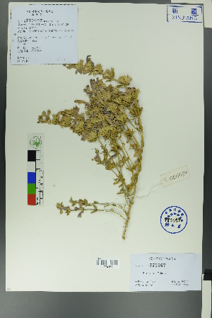  ( - Ge00331)  @11 [ ] CreativeCommons  Attribution Non-Commercial Share-Alike  Unspecified Herbarium of South China Botanical Garden