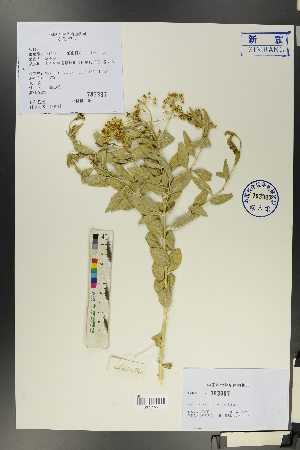  (Haplophyllum dshungaricum - Ge00337)  @11 [ ] CreativeCommons  Attribution Non-Commercial Share-Alike  Unspecified Herbarium of South China Botanical Garden