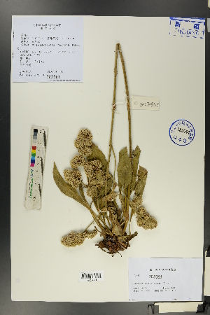  (Goniolimon eximium - Ge00351)  @11 [ ] CreativeCommons  Attribution Non-Commercial Share-Alike  Unspecified Herbarium of South China Botanical Garden
