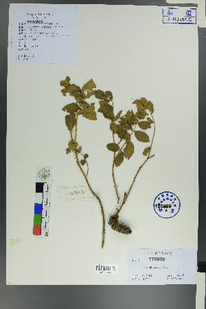  ( - Ge00379)  @11 [ ] CreativeCommons  Attribution Non-Commercial Share-Alike  Unspecified Herbarium of South China Botanical Garden