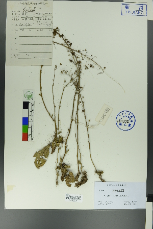  (Verbascum phoeniceum - Ge00385)  @11 [ ] CreativeCommons  Attribution Non-Commercial Share-Alike  Unspecified Herbarium of South China Botanical Garden
