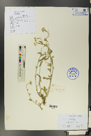  ( - Ge00386)  @11 [ ] CreativeCommons  Attribution Non-Commercial Share-Alike  Unspecified Herbarium of South China Botanical Garden