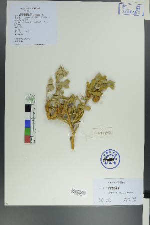  ( - Ge00398)  @11 [ ] CreativeCommons  Attribution Non-Commercial Share-Alike  Unspecified Herbarium of South China Botanical Garden