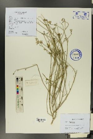  (Chondrilla brevirostris - Ge00413)  @11 [ ] CreativeCommons  Attribution Non-Commercial Share-Alike  Unspecified Herbarium of South China Botanical Garden