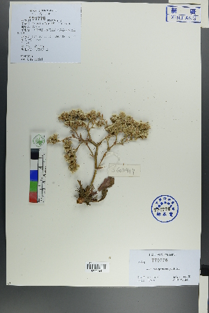 ( - Ge00414)  @11 [ ] CreativeCommons  Attribution Non-Commercial Share-Alike  Unspecified Herbarium of South China Botanical Garden