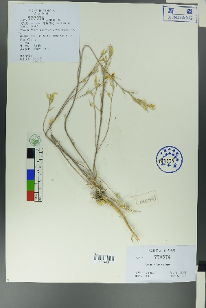  (Erysimum flavum - Ge00418)  @11 [ ] CreativeCommons  Attribution Non-Commercial Share-Alike  Unspecified Herbarium of South China Botanical Garden