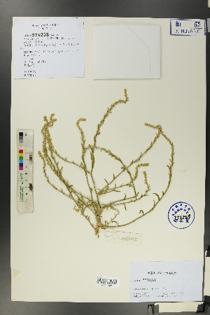  (Corispermum heptapotamicum - Ge00429)  @11 [ ] CreativeCommons  Attribution Non-Commercial Share-Alike  Unspecified Herbarium of South China Botanical Garden