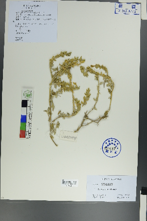  (Scutellaria sieversii - Ge00435)  @11 [ ] CreativeCommons  Attribution Non-Commercial Share-Alike  Unspecified Herbarium of South China Botanical Garden