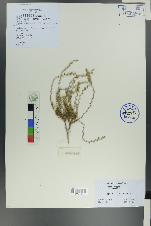  ( - Ge00437)  @11 [ ] CreativeCommons  Attribution Non-Commercial Share-Alike  Unspecified Herbarium of South China Botanical Garden