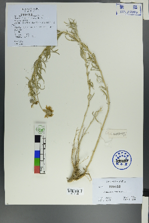  ( - Ge00439)  @11 [ ] CreativeCommons  Attribution Non-Commercial Share-Alike  Unspecified Herbarium of South China Botanical Garden