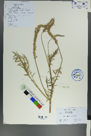  ( - Ge00442)  @11 [ ] CreativeCommons  Attribution Non-Commercial Share-Alike  Unspecified Herbarium of South China Botanical Garden