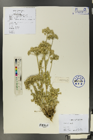  ( - Ge00453)  @11 [ ] CreativeCommons  Attribution Non-Commercial Share-Alike  Unspecified Herbarium of South China Botanical Garden