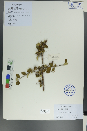  (Cotoneaster nummularius - Ge00455)  @11 [ ] CreativeCommons  Attribution Non-Commercial Share-Alike  Unspecified Herbarium of South China Botanical Garden