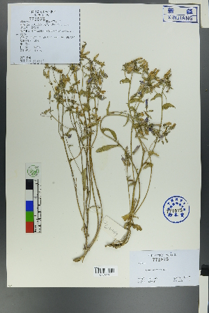 ( - Ge00462)  @11 [ ] CreativeCommons  Attribution Non-Commercial Share-Alike  Unspecified Herbarium of South China Botanical Garden