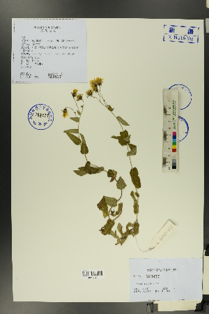  (Hieracium raddeanum regelianum - Ge00464)  @11 [ ] CreativeCommons  Attribution Non-Commercial Share-Alike  Unspecified Herbarium of South China Botanical Garden