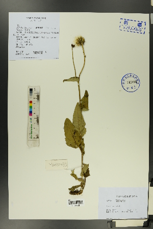  (Sonchus wightianus - Ge00466)  @11 [ ] CreativeCommons  Attribution Non-Commercial Share-Alike  Unspecified Herbarium of South China Botanical Garden