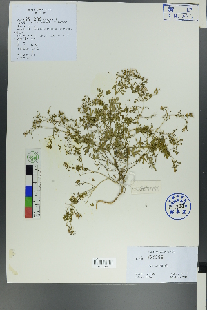  ( - Ge00481)  @11 [ ] CreativeCommons  Attribution Non-Commercial Share-Alike  Unspecified Herbarium of South China Botanical Garden