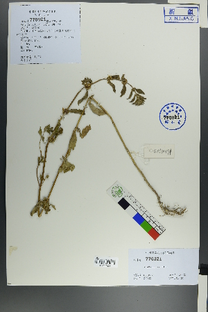  ( - Ge00484)  @11 [ ] CreativeCommons  Attribution Non-Commercial Share-Alike  Unspecified Herbarium of South China Botanical Garden