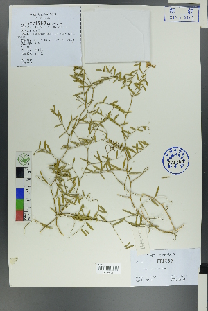  (Vicia costata - Ge00490)  @11 [ ] CreativeCommons  Attribution Non-Commercial Share-Alike  Unspecified Herbarium of South China Botanical Garden