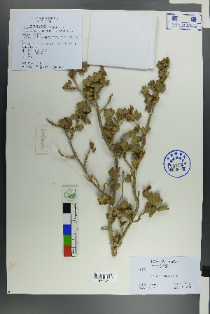  (Ribes heterotrichum - Ge00504)  @11 [ ] CreativeCommons  Attribution Non-Commercial Share-Alike  Unspecified Herbarium of South China Botanical Garden