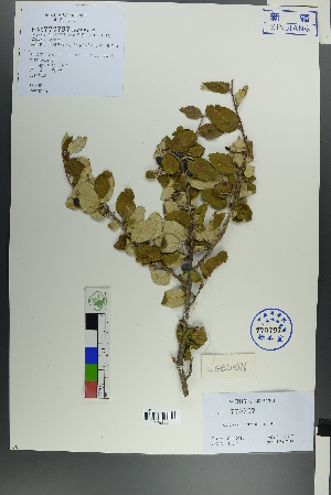  (Cotoneaster melanocarpus - Ge00509)  @11 [ ] CreativeCommons  Attribution Non-Commercial Share-Alike  Unspecified Herbarium of South China Botanical Garden