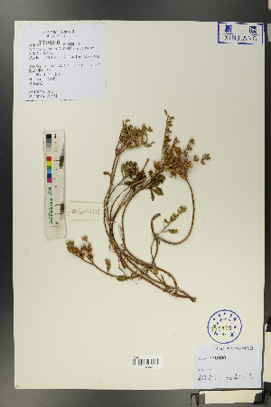  ( - Ge00511)  @11 [ ] CreativeCommons  Attribution Non-Commercial Share-Alike  Unspecified Herbarium of South China Botanical Garden