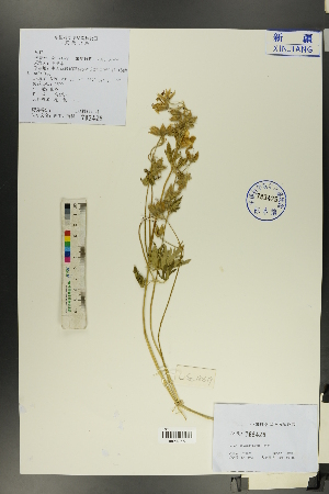  (Geranium albiflorum - Ge00521)  @11 [ ] CreativeCommons  Attribution Non-Commercial Share-Alike  Unspecified Herbarium of South China Botanical Garden