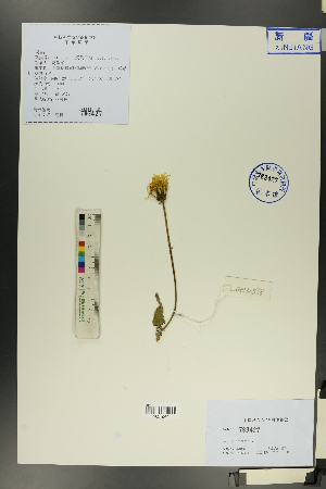  (Sonchus wightianus - Ge00530)  @11 [ ] CreativeCommons  Attribution Non-Commercial Share-Alike  Unspecified Herbarium of South China Botanical Garden