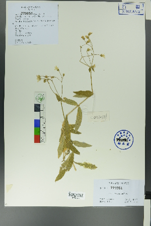  ( - Ge00533)  @11 [ ] CreativeCommons  Attribution Non-Commercial Share-Alike  Unspecified Herbarium of South China Botanical Garden