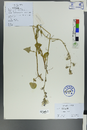 (Cicerbita - Ge00534)  @11 [ ] CreativeCommons  Attribution Non-Commercial Share-Alike  Unspecified Herbarium of South China Botanical Garden