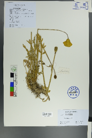  ( - Ge00535)  @11 [ ] CreativeCommons  Attribution Non-Commercial Share-Alike  Unspecified Herbarium of South China Botanical Garden