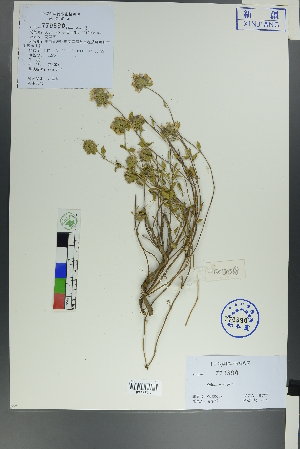  (Ziziphora clinopodioides - Ge00560)  @11 [ ] CreativeCommons  Attribution Non-Commercial Share-Alike  Unspecified Herbarium of South China Botanical Garden