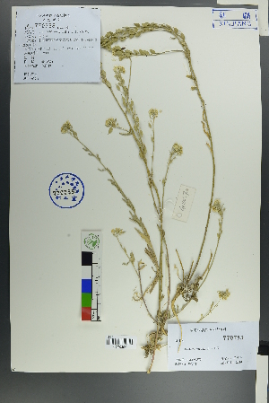  ( - Ge00562)  @11 [ ] CreativeCommons  Attribution Non-Commercial Share-Alike  Unspecified Herbarium of South China Botanical Garden