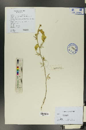  ( - Ge00567)  @11 [ ] CreativeCommons  Attribution Non-Commercial Share-Alike  Unspecified Herbarium of South China Botanical Garden