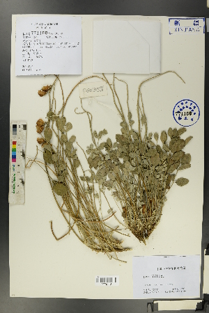  (Hedysarum - Ge00588)  @11 [ ] CreativeCommons  Attribution Non-Commercial Share-Alike  Unspecified Herbarium of South China Botanical Garden
