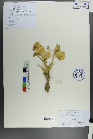  ( - Ge00591)  @11 [ ] CreativeCommons  Attribution Non-Commercial Share-Alike  Unspecified Herbarium of South China Botanical Garden