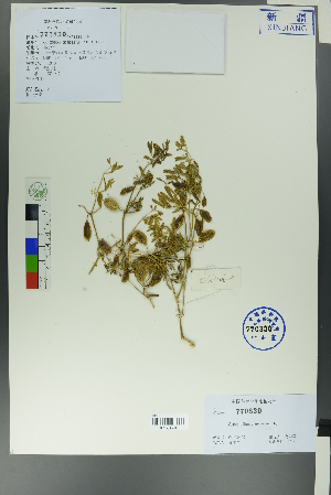  ( - Ge00592)  @11 [ ] CreativeCommons  Attribution Non-Commercial Share-Alike  Unspecified Herbarium of South China Botanical Garden