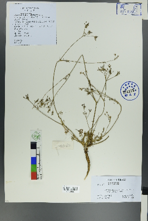  (Chamaesciadium - Ge00604)  @11 [ ] CreativeCommons  Attribution Non-Commercial Share-Alike  Unspecified Herbarium of South China Botanical Garden