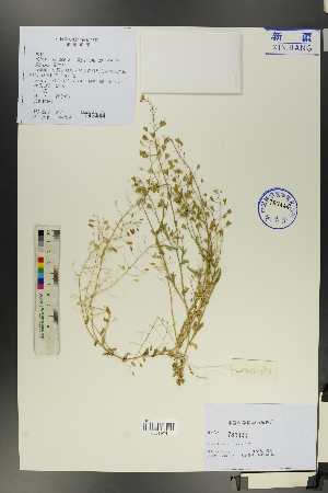 (Capsella - Ge00605)  @11 [ ] CreativeCommons  Attribution Non-Commercial Share-Alike  Unspecified Herbarium of South China Botanical Garden